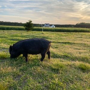 Meet your Posher, Morgan